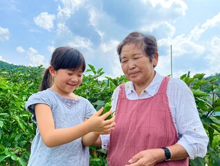 家庭菜園でピーマンを収穫する祖母と孫