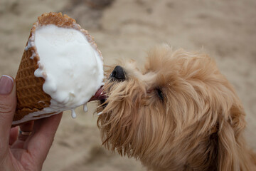 Puppy eats sweet ice cream. best day for a dog. happy moments. puppy eats sweet ice cream on the of...