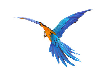 Colorful feathers on the back of macaw parrot. Blue and gold macaw parrot