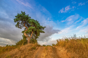 Isolated pine tree on a sand hill at sunset