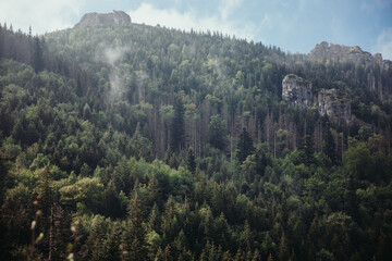 Forest in the mountains of Zakopane, Poland