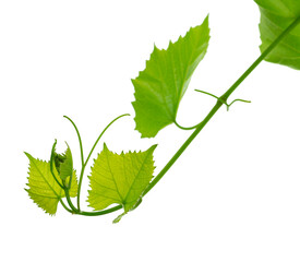 Branch of grapevine isolated on white background. vine grapes. Young tendrils and a vine of grapes. Spring. Greenery