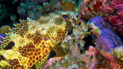 Four-saddle Grouper, Epinephelus spilotoceps, Coral Reef, South Ari Atoll, Maldives, Indian Ocean, Asia