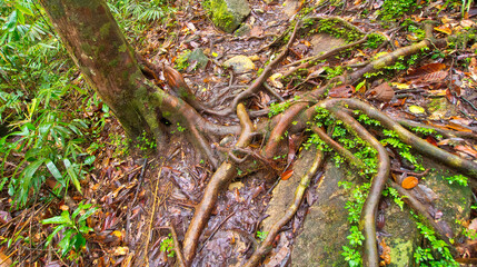 Old trees and Roots, Sinharaja National Park Rain Forest, UNESCO World Heritage Site, Biosphere Reserve, Sri Lanka, Asia