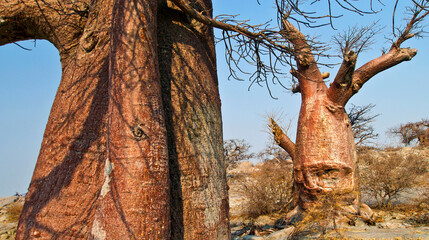 Baobab, Adansonia digitata, Kubu Island, White Sea of Salt, Lekhubu, Makgadikgadi Pans National...