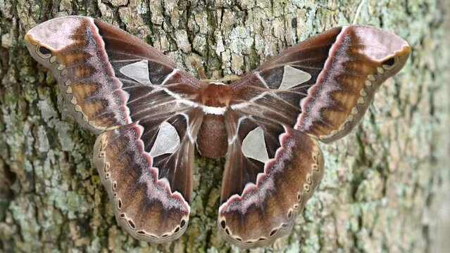 (Rothschildia hesperus) Giant Moth, wings with colorful patterns