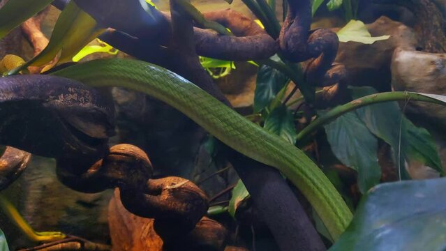 A snake crawls slowly along a tree in the wild. Close-up on scaly skin