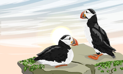 Two Atlantic puffins look at the dawn sky from a rock above the ocean. Scandinavian bird Fratercula arctica or common puffin. Realistic vector landscape