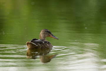 Mallard on lake