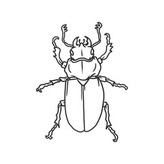 beetle Insects and bug illustration