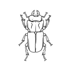 horned beetle Insects and bug illustration