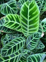 Beautiful tropical plant leaves of different shapes, pattern and texture and shades of vibrant green colour, the exotic branches in tropical hot house conservatory Barbican London flat lay view Summer