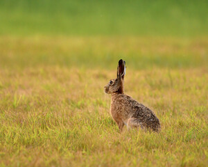 European hare in the grass