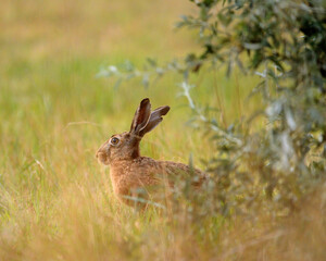 European hare in the grass