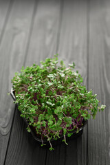 Fresh microgreens close up on wooden rustic dark background. Growing sprouts for salad