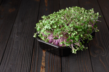 Fresh microgreens close up on wooden rustic dark background. Growing sprouts for salad