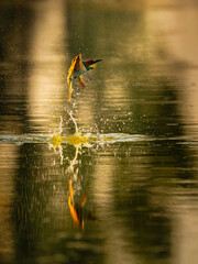 Bee-eater comming out of the water