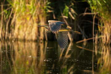 Flying Purple heron