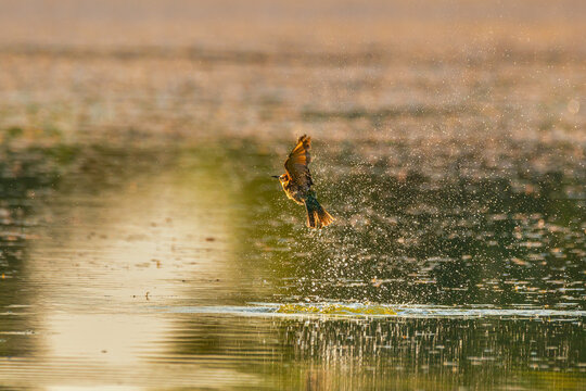Bee-eater comming out of the water