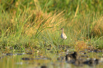 Wood sandpiper tringa glareola in the water