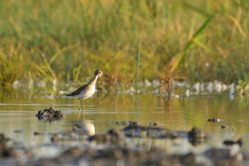 Wood sandpiper tringa glareola in the water