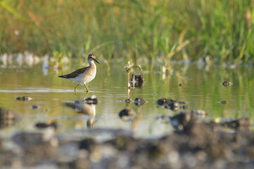Wood sandpiper tringa glareola in the water