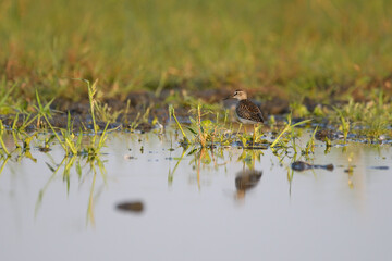 Wood sandpiper tringa glareola in the water