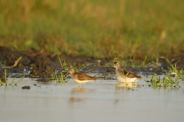 Wood sandpiper tringa glareola in the water