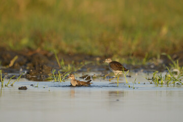 Wood sandpiper tringa glareola in the water
