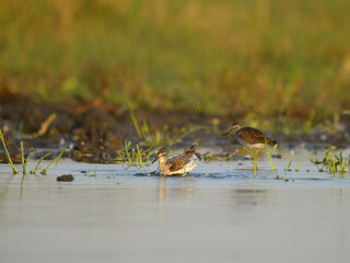 Wood sandpiper tringa glareola in the water