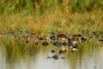 Wood sandpiper tringa glareola in the water