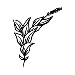 Fototapeta premium floral illustration in vintage style design