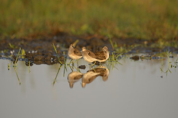 Wood sandpiper tringa glareola in the water