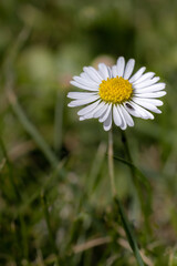 Obraz premium daisy in the grass