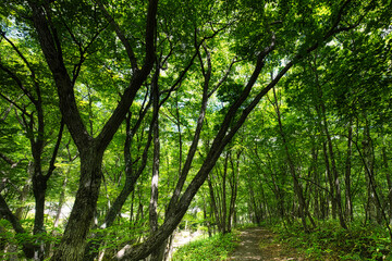さわやかな夏の高原で、空気感を味わいながら森林浴を楽しむ旅は、本当に気分爽快です！