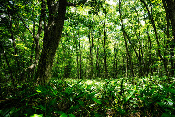 さわやかな夏の高原で、空気感を味わいながら森林浴を楽しむ旅は、本当に気分爽快です！