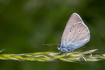 butterfly on a leaf