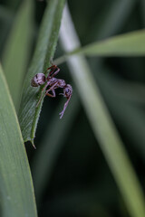 Ant sitting on a leaf