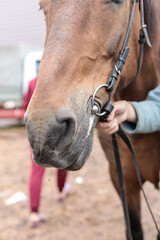 Muzzle of a brown horse in a harness close-up. Selective focus