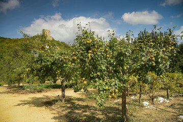 Fototapeta na wymiar view of a french orchard