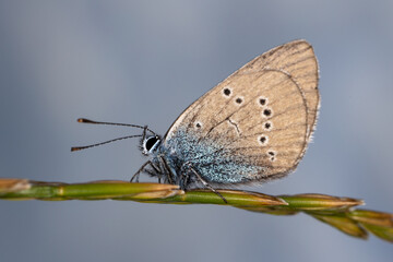 butterfly on a leaf