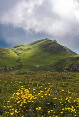landscape with dandelions