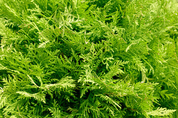 green fern background
