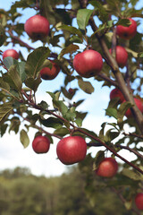 Ripe red apples on apple tree. An apple tree branch in the garden on a summer day. 