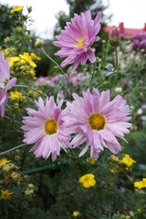 Fototapeta premium Purple and pink Chrysanthemum morifolium with flowers similar to daisies on blurred floral background. Autumn blooming flowers. Nature wallpaper.
