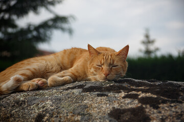 Fototapeta na wymiar Orange cat sleeps on the stones on a summer evening.