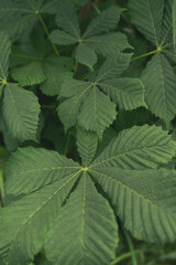 Green leaves of a horse chestnut tree (aesculus hippocastanum, conker tree). 