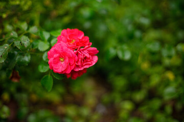red rose flower in the garden