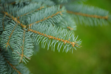 spruce branches