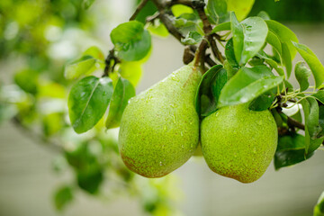 pear on tree